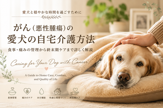 がん（悪性腫瘍）の愛犬の自宅介護方法｜食事・痛みの管理から終末期ケアまで詳しく解説